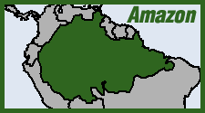 the Amazon